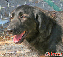 DILETTA, Hund, Mischlingshund in Rheinberg - Bild 16