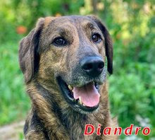 DIANDRO, Hund, Mischlingshund in Italien - Bild 1
