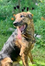 DIANDRO, Hund, Mischlingshund in Italien - Bild 6