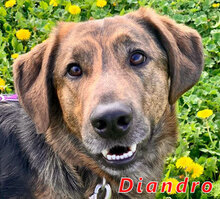 DIANDRO, Hund, Mischlingshund in Italien - Bild 8