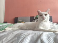 TOVE, Katze, Hauskatze in Bulgarien - Bild 5