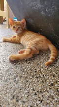 OLA, Katze, Hauskatze in Bulgarien - Bild 2