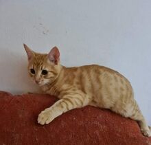 OLA, Katze, Hauskatze in Bulgarien - Bild 4