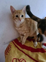 OLA, Katze, Hauskatze in Bulgarien - Bild 5