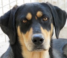 ACE2, Hund, Jagdhund-Deutscher Schäferhund-Mix in Zypern - Bild 1