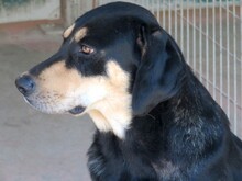 ACE2, Hund, Jagdhund-Deutscher Schäferhund-Mix in Zypern - Bild 4