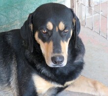 ACE2, Hund, Jagdhund-Deutscher Schäferhund-Mix in Zypern - Bild 5