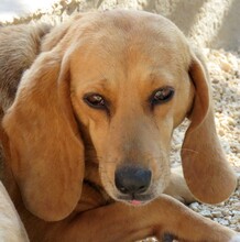 ALICE5, Hund, Mischlingshund in Zypern - Bild 1