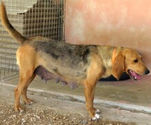 ALICE5, Hund, Mischlingshund in Zypern - Bild 2