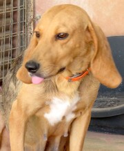 ALICE5, Hund, Mischlingshund in Zypern - Bild 3