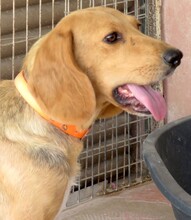 ALICE5, Hund, Mischlingshund in Zypern - Bild 4