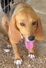 ALICE5, Hund, Mischlingshund in Zypern - Bild 5