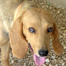 ALICE5, Hund, Mischlingshund in Zypern - Bild 6