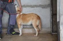 CHARLEEN, Hund, Mischlingshund in Italien - Bild 2