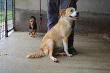 CHARLEEN, Hund, Mischlingshund in Italien - Bild 3