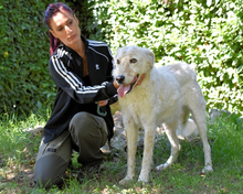 GREGORY, Hund, Maremmano-Mix in Italien - Bild 4