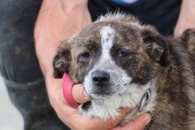 CYRENE, Hund, Mischlingshund in Rumänien - Bild 1