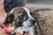CYRENE, Hund, Mischlingshund in Rumänien - Bild 2