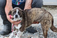 CYRENE, Hund, Mischlingshund in Rumänien - Bild 3