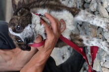 CYRENE, Hund, Mischlingshund in Rumänien - Bild 4