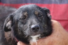 HOMBO, Hund, Rauhhaardackel-Mix in Rumänien - Bild 4