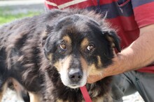 FAMIA, Hund, Mischlingshund in Rumänien - Bild 1