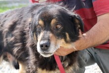 FAMIA, Hund, Mischlingshund in Rumänien - Bild 2