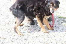 FAMIA, Hund, Mischlingshund in Rumänien - Bild 3