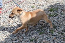 XABEH, Hund, Dackel-Mix in Rumänien - Bild 2
