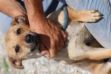 XABEH, Hund, Dackel-Mix in Rumänien - Bild 4
