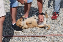 XABEH, Hund, Dackel-Mix in Rumänien - Bild 5