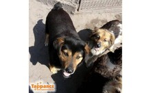 BOKSZOS, Hund, Mischlingshund in Ungarn - Bild 2