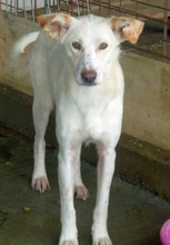 ANASTHASIA, Hund, Mischlingshund in Rumänien - Bild 1