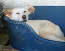 ANASTHASIA, Hund, Mischlingshund in Rumänien - Bild 2