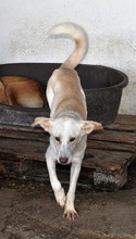 ANASTHASIA, Hund, Mischlingshund in Rumänien - Bild 3