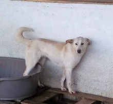 ANASTHASIA, Hund, Mischlingshund in Rumänien - Bild 4