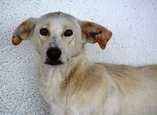 ANASTHASIA, Hund, Mischlingshund in Rumänien - Bild 5