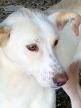 ANASTHASIA, Hund, Mischlingshund in Rumänien - Bild 6