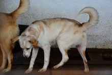 ANASTHASIA, Hund, Mischlingshund in Rumänien - Bild 7
