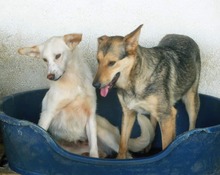 ANASTHASIA, Hund, Mischlingshund in Rumänien - Bild 8