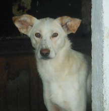 ANASTHASIA, Hund, Mischlingshund in Rumänien - Bild 9