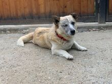 TUDOR, Hund, Mischlingshund in Rumänien - Bild 1