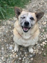 TUDOR, Hund, Mischlingshund in Rumänien - Bild 6