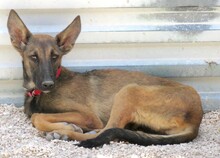 ANGELICA, Hund, Malinois-Mix in Zypern - Bild 2