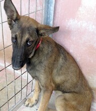 ANGELICA, Hund, Malinois-Mix in Zypern - Bild 3