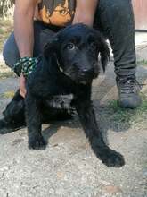 ULI, Hund, Mischlingshund in Ungarn - Bild 5