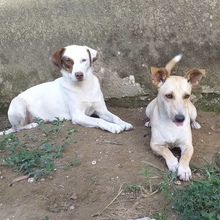 ANNA, Hund, Mischlingshund in Griechenland - Bild 3