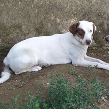 ANNA, Hund, Mischlingshund in Griechenland - Bild 4