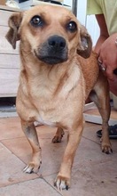AKINI, Hund, Mischlingshund in Rumänien - Bild 15