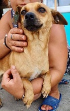 AKINI, Hund, Mischlingshund in Rumänien - Bild 4